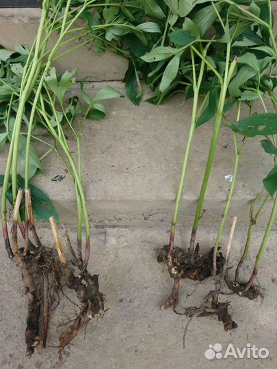 Пион Сара Бернар