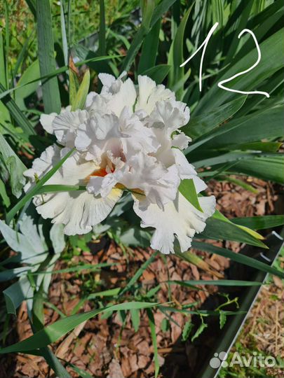 Ирисы бородатые сортовые