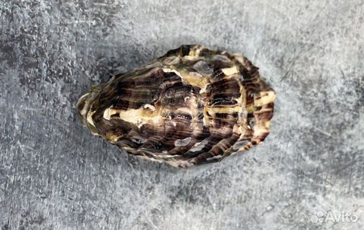 Живая устрица Розовая Джоли из Намибии