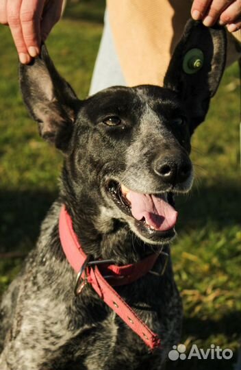 Курцхаар в добрые руки