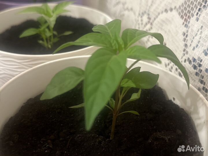 Рассада острого перца