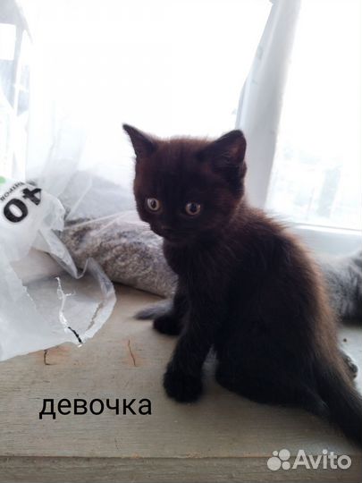 Отдам котят в добрые руки