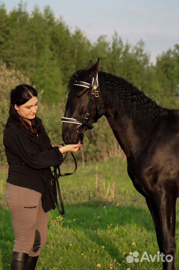 Уздечка для лошади