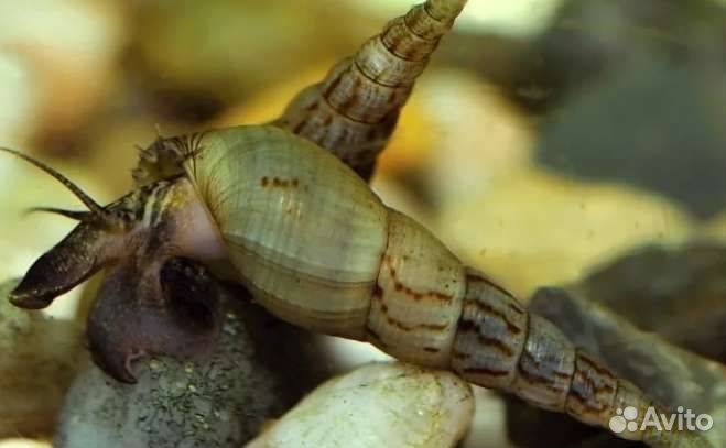 Улитки аквариумные Хелены