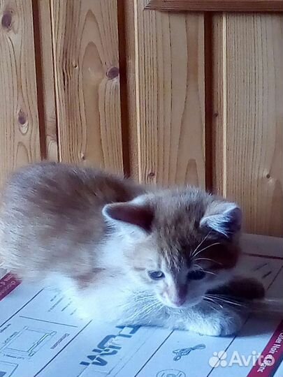 Котенок, возраст 2 месяца
