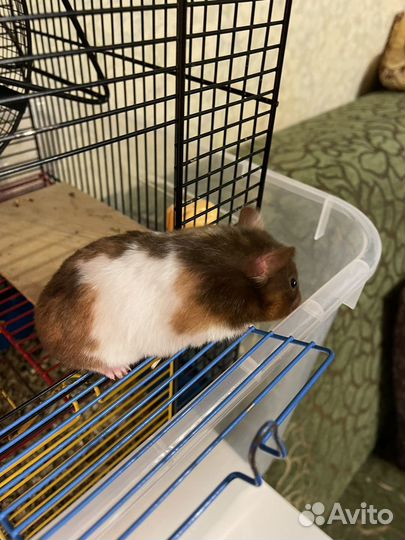 Сирийский хомяк. Крупная (253г) трёхцветная дама