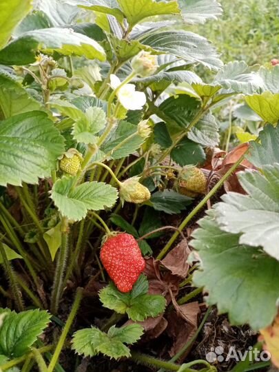 Виктория ремонтантная Елизавета 2