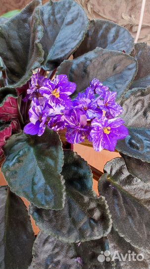 Листики фиалки