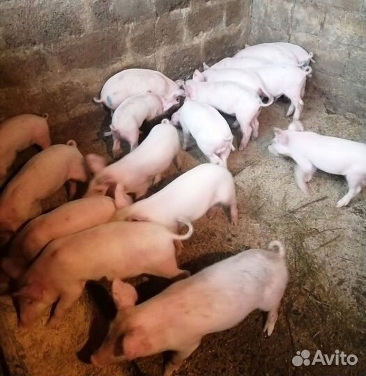 Поросята