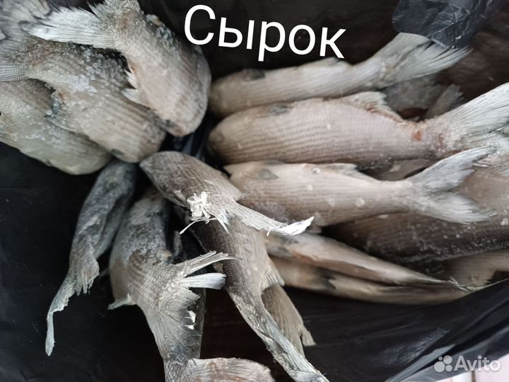 Рыба свежемороженая