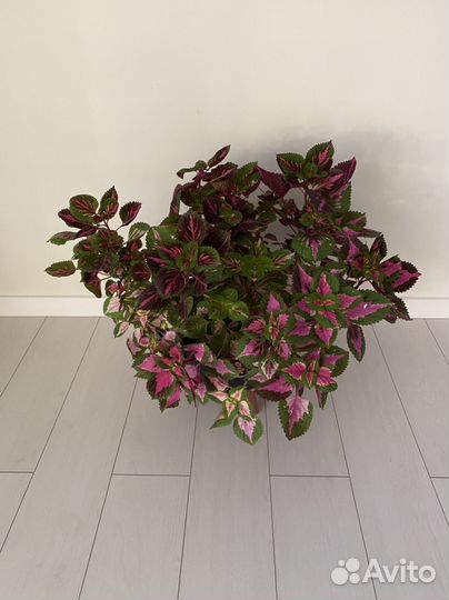 Колеусы в большом горшке