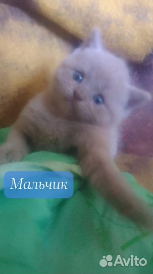 Котята 1-2 мес ищут дом