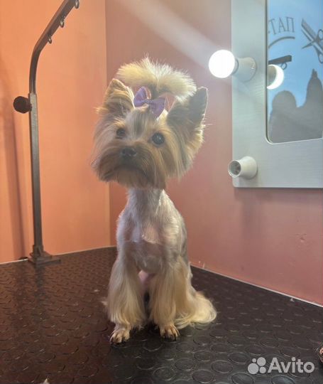 Стрижка собак