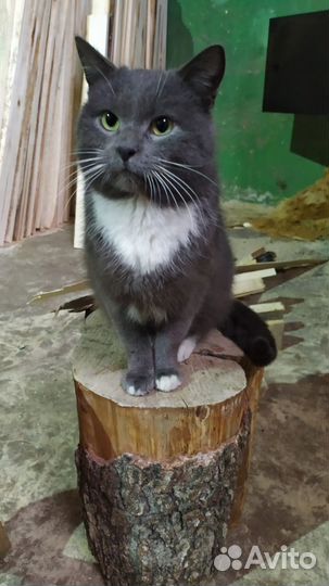 Кот в добрые руки