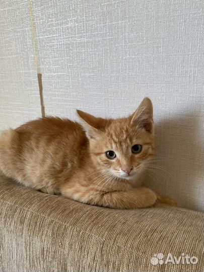 Рыжий котенок мальчик очень хочет домой