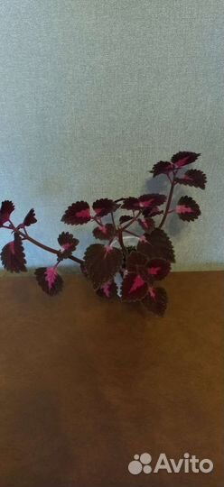 Колеус (крапивка)