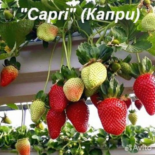 Рассада клубники. распродажа