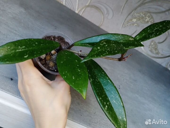 Хойя#2 Тсанги вар, пубикаликс