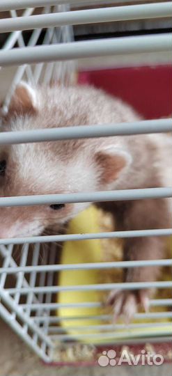 Хорек с клеткой