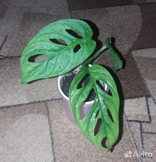 Комнатные Цветы Обмен