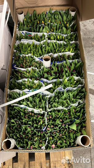 Яркие Тюльпаны