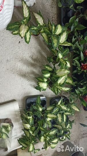 Диффенбахия