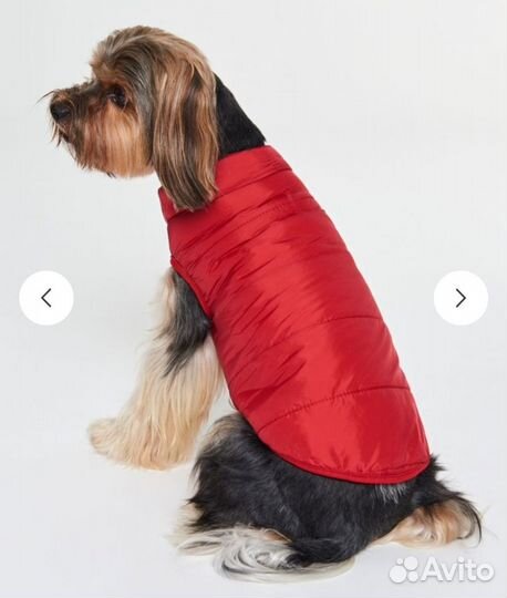 Новый комбинезон для собаки средних размеров