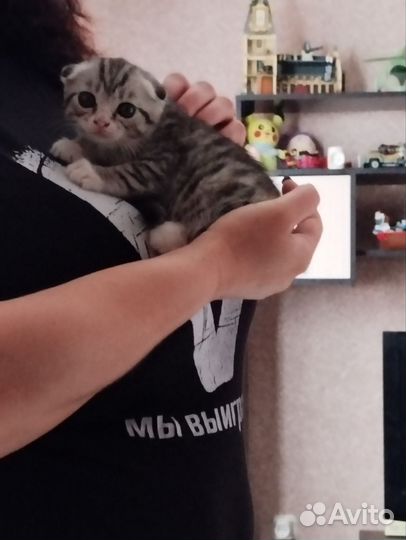 Домашние животные бесплатно