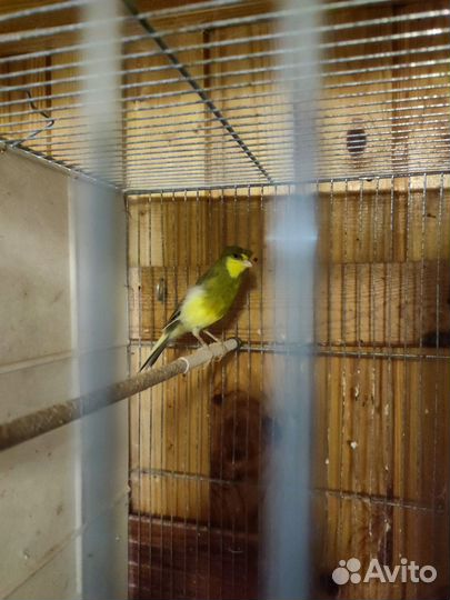 Кенора и канарейки