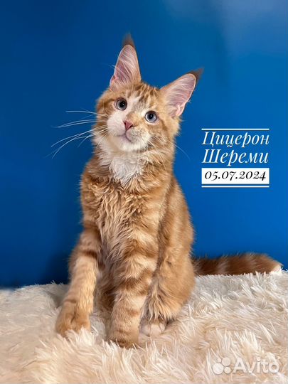 Котята мейн кун