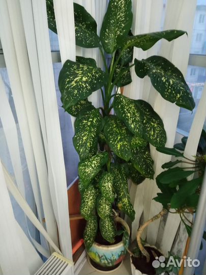 Диффенбахия