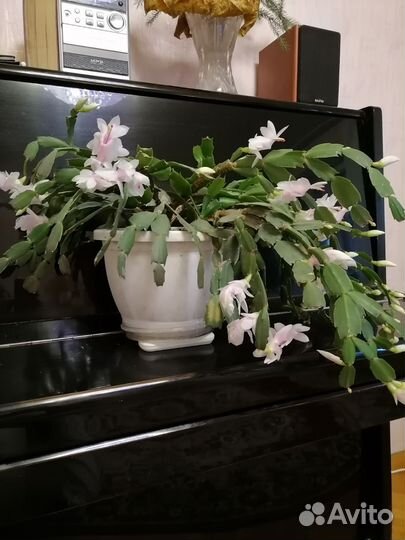 Декабрист шлюмбергера сортовые