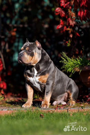 Американский булли вязка