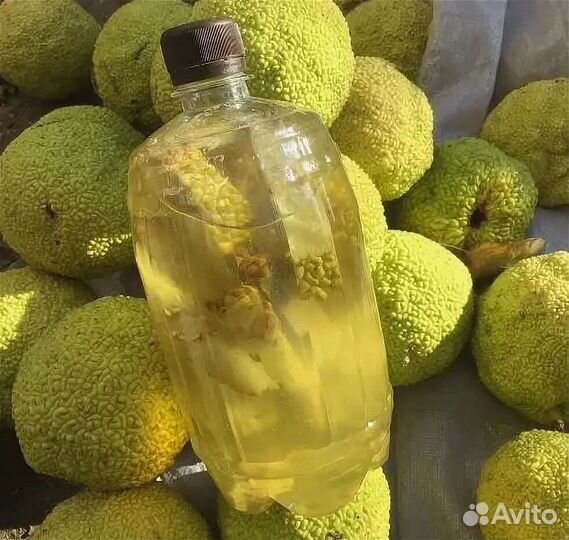 Бальзам маклюры