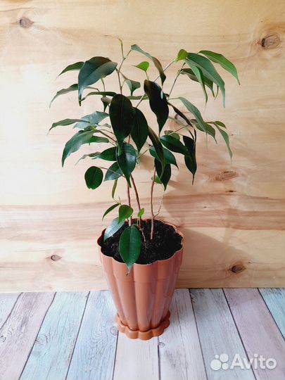 H-40см. Фикус бенджамина + пластм.горшок
