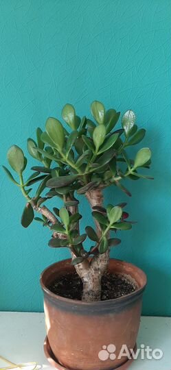 Красулла (толстянка)