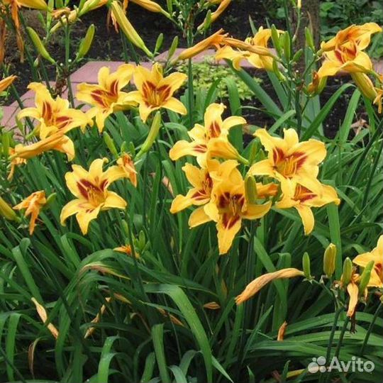 Лилейник Бонанза