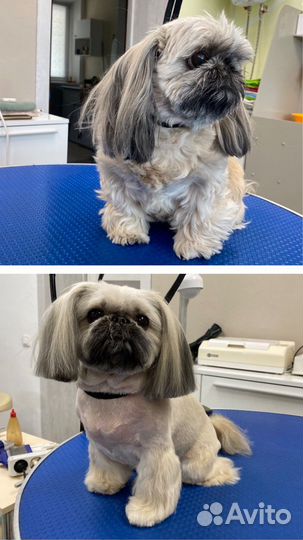 Груминг собак