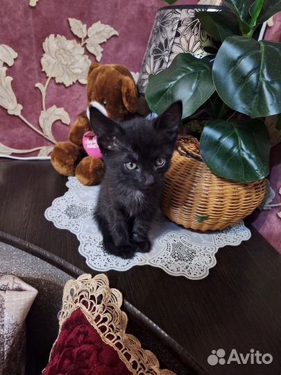 Котенок в добрые руки