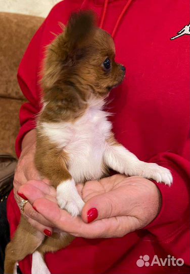 Чихуахуа мини девочка