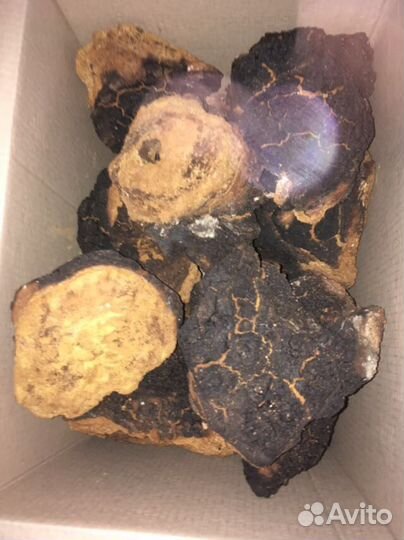 Гриб Чага Берёзовая с Алтая