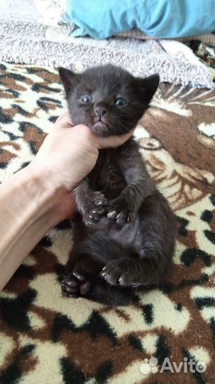 Котенок прелесть