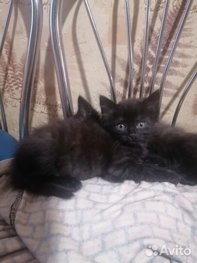 Отдам в хорошие руки