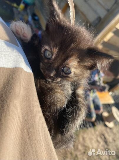 Котята в добрые руки даром бесплатно