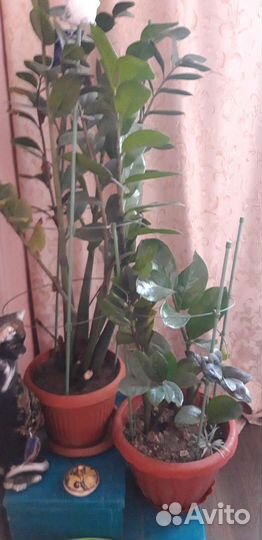 Замиокулькас и другие комнатные цветы