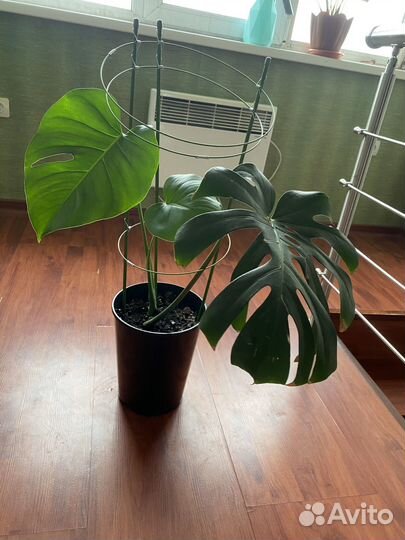 Монстера альба крупный лист домашний цветок