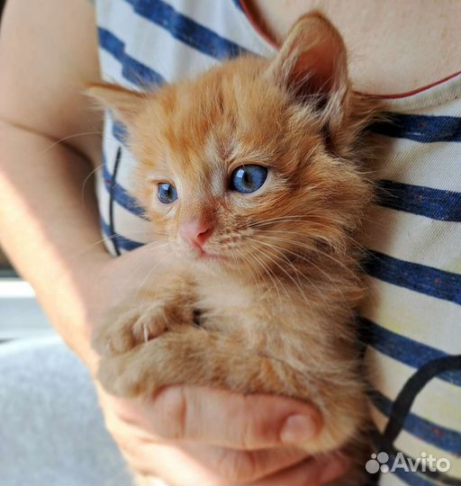 Котенок в добрые руки