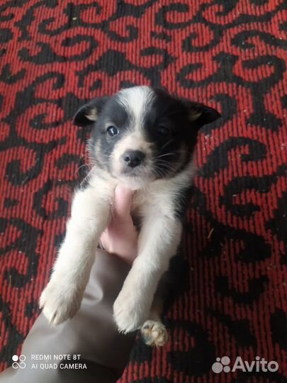 Собака в добрые руки отдам бесплатно