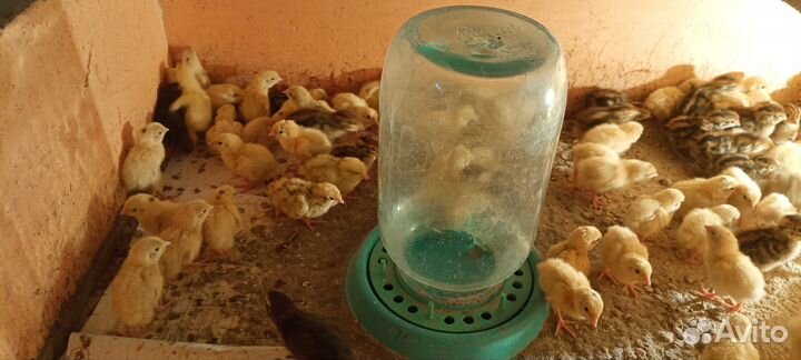 Перепелята