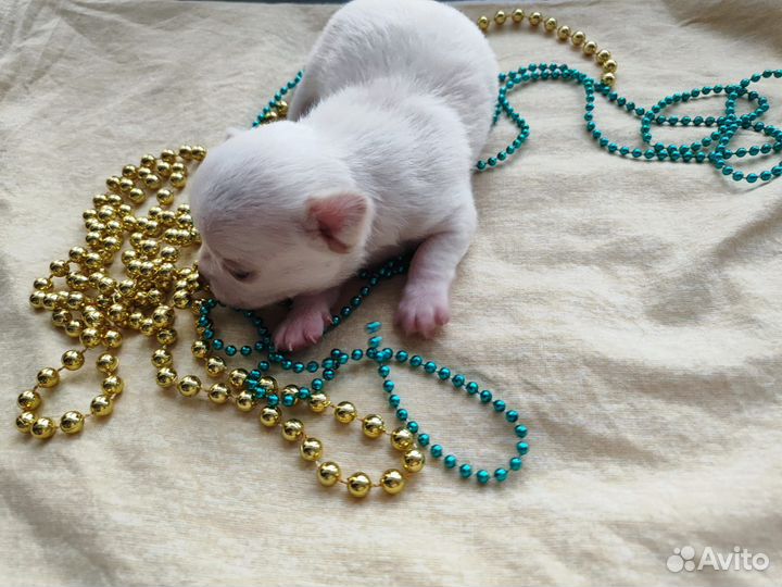 Собаки щенки маленькой породы